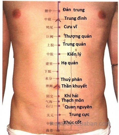 phuong-phap-massage-bam-huyet-duong-sinh-1