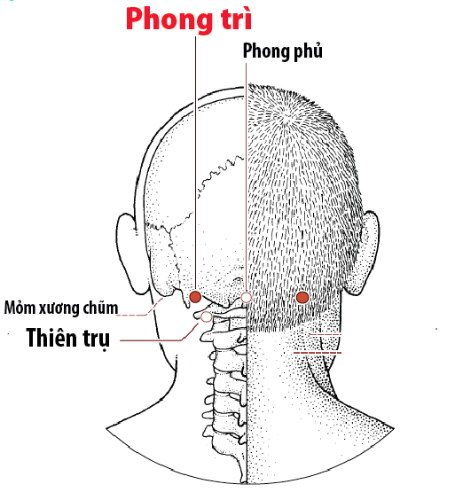 phuong-phap-massage-bam-huyet-duong-sinh